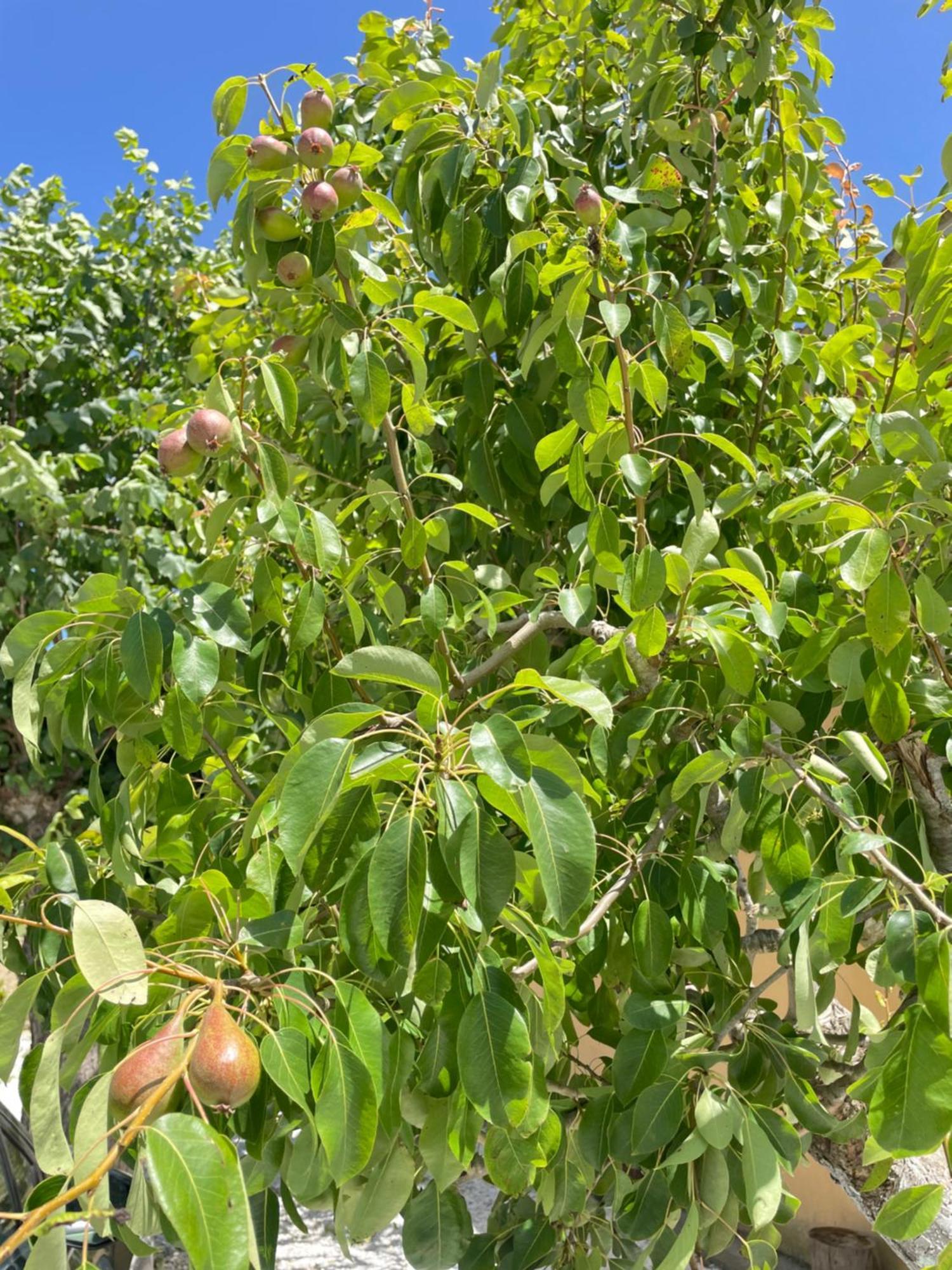 Il Leccio Agriturismo Fiorino Εξωτερικό φωτογραφία