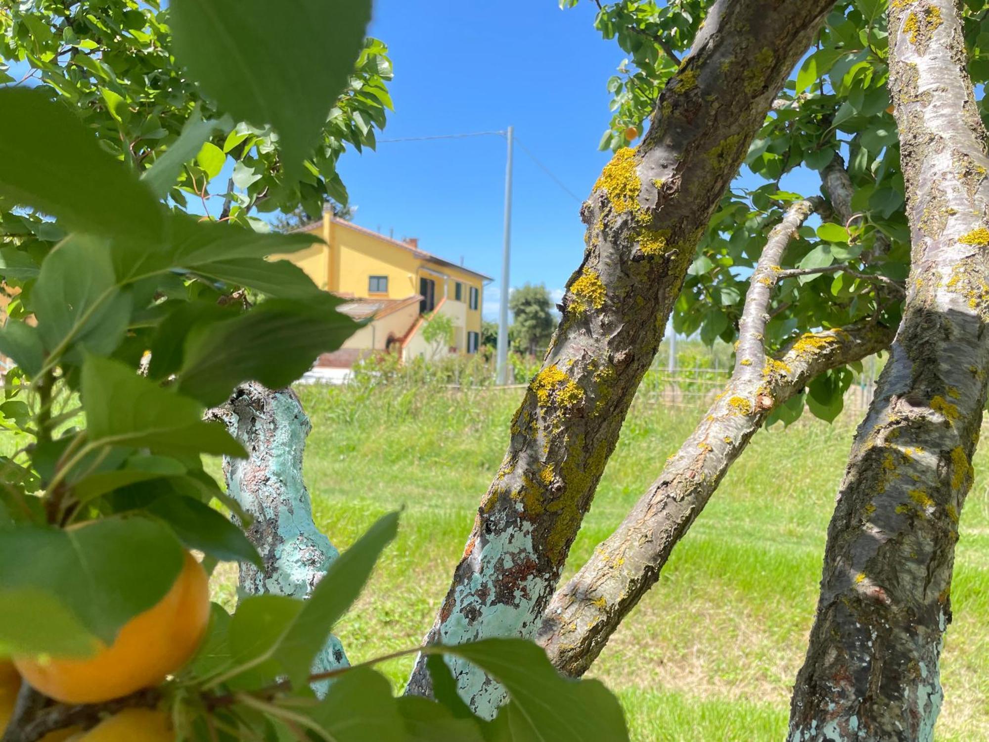Il Leccio Agriturismo Fiorino Εξωτερικό φωτογραφία