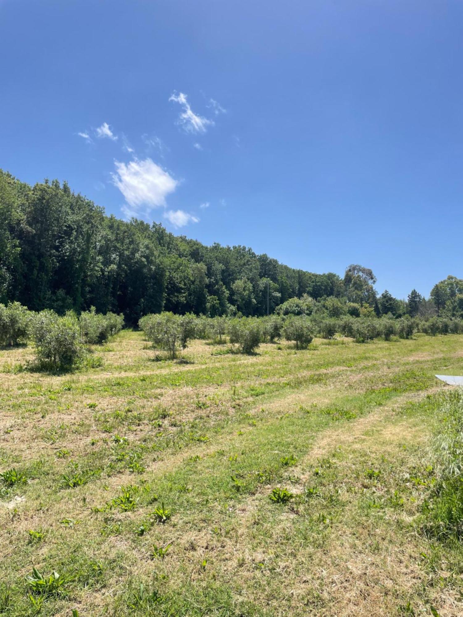 Il Leccio Agriturismo Fiorino Εξωτερικό φωτογραφία