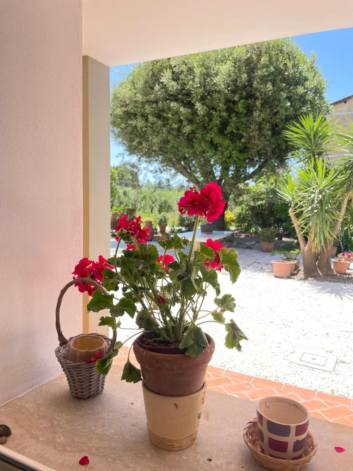 Il Leccio Agriturismo Fiorino Εξωτερικό φωτογραφία