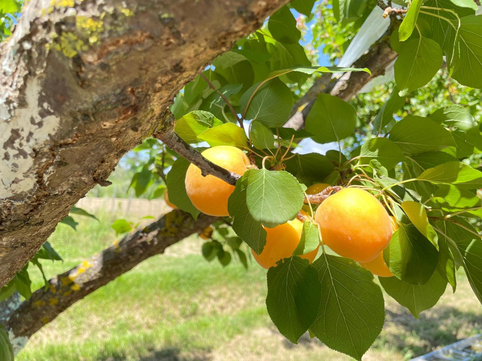 Il Leccio Agriturismo Fiorino Εξωτερικό φωτογραφία