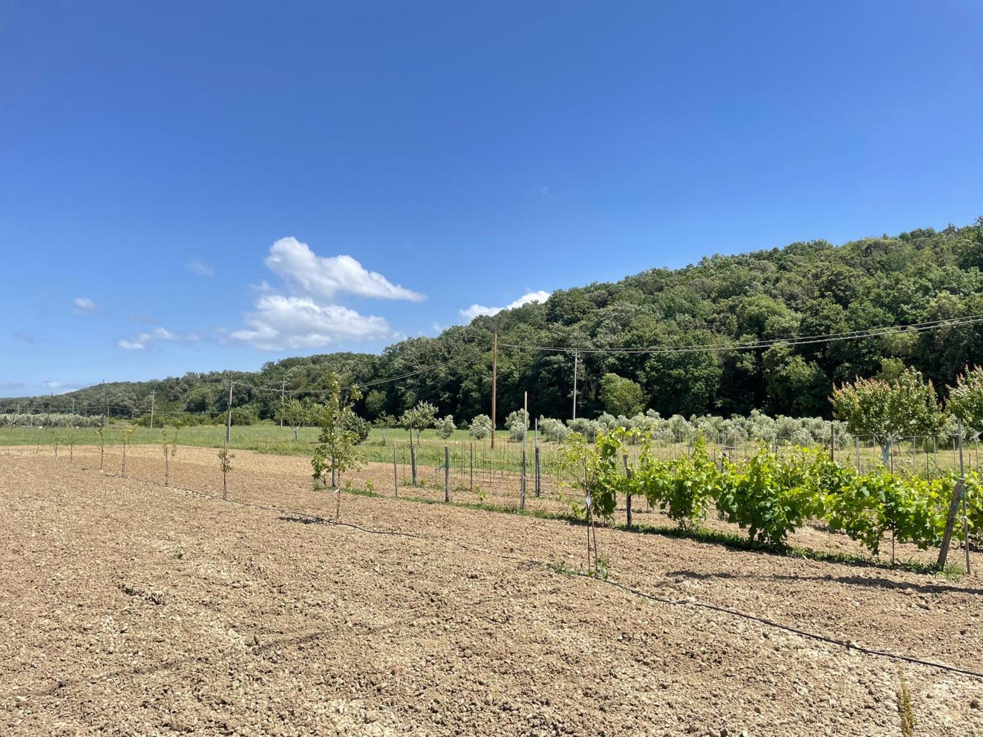 Il Leccio Agriturismo Fiorino Εξωτερικό φωτογραφία