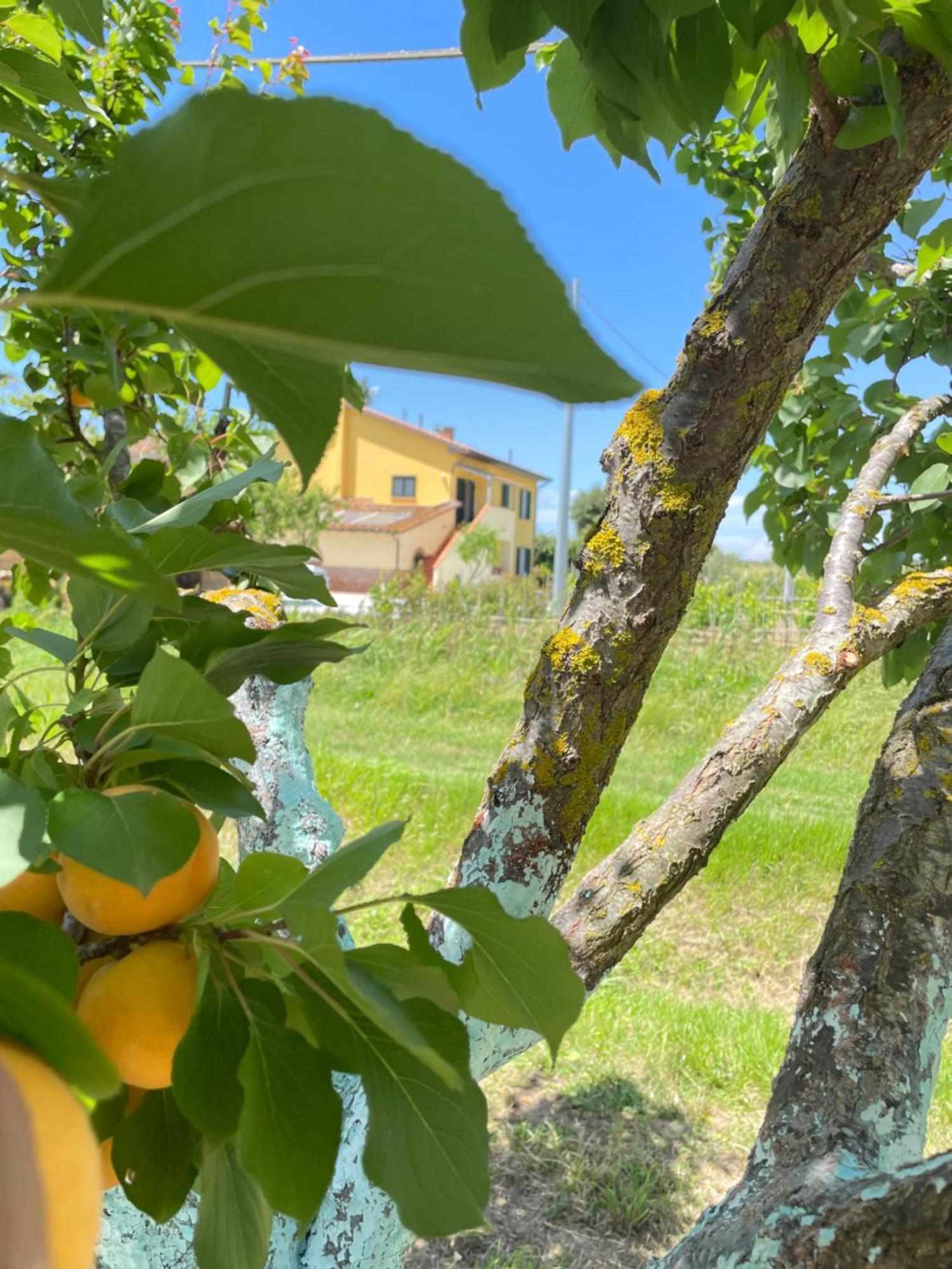 Il Leccio Agriturismo Fiorino Εξωτερικό φωτογραφία