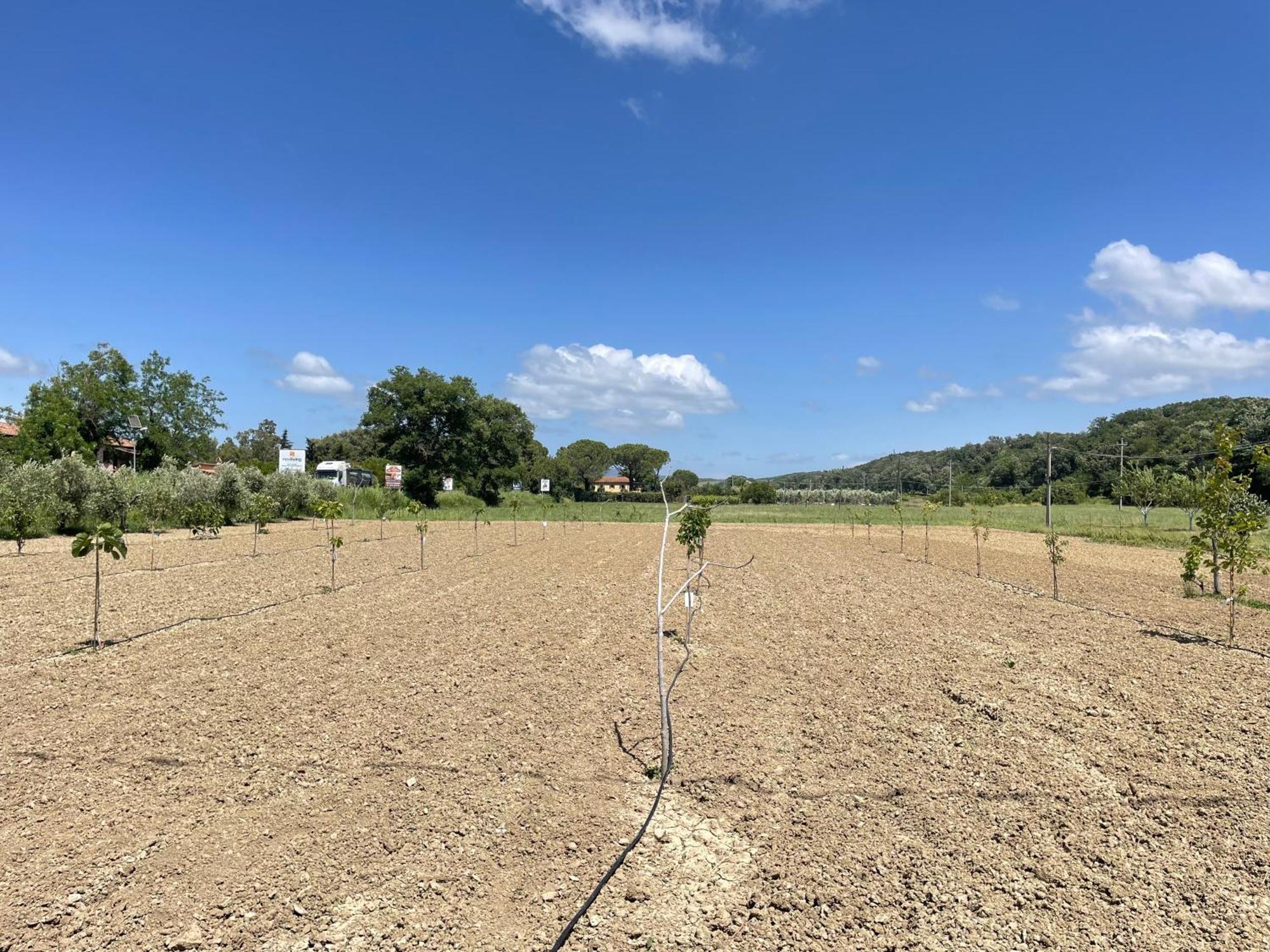 Il Leccio Agriturismo Fiorino Εξωτερικό φωτογραφία