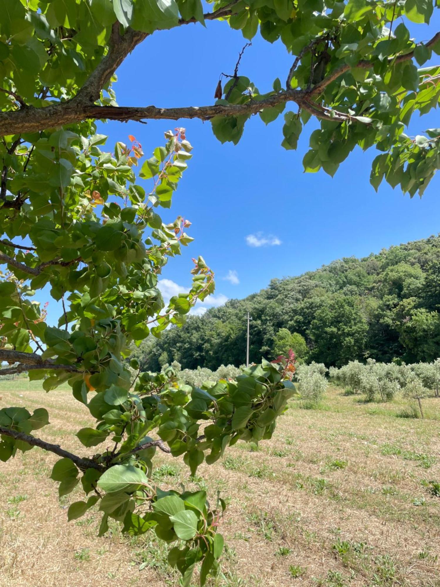 Il Leccio Agriturismo Fiorino Εξωτερικό φωτογραφία